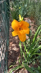 Hemerocallis fulva