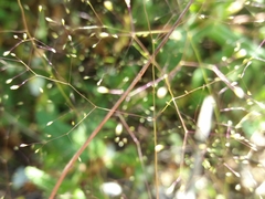 Agrostis delicatula
