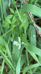Ceratocapnos claviculata