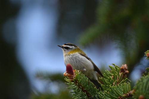 Roitelet à triple bandeau (Regulus ignicapilla)