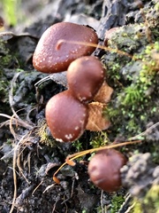 Hypholoma brunneum