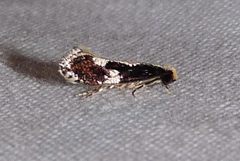 Monopis dorsistrigella