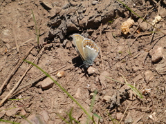 Coenonympha hero