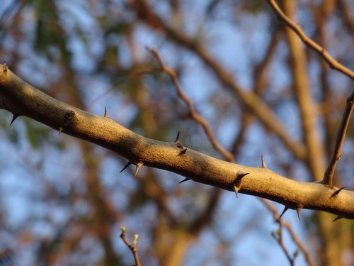 Image of Havardia albicans by (c) Alexis López Hernández, some rights reserved (CC BY)