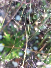 Agrostis delicatula