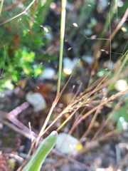 Agrostis delicatula