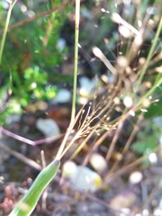 Agrostis delicatula