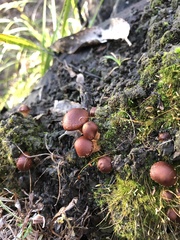 Hypholoma brunneum