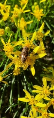 Eristalodes