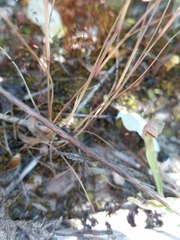 Agrostis delicatula