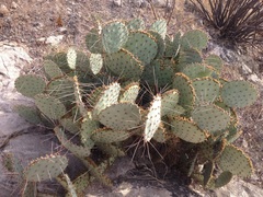 Opuntia gosseliniana