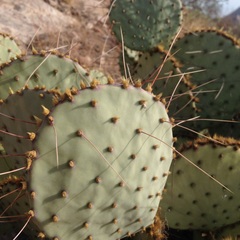 Opuntia gosseliniana