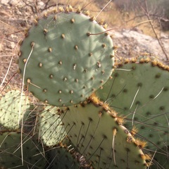 Opuntia gosseliniana