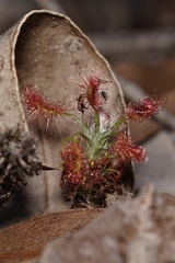 Drosera scorpioides