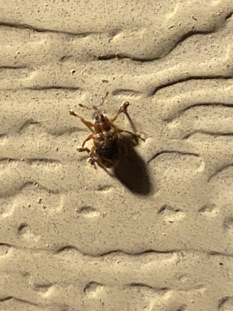 Lignyodes bischoffi from Balfour Dr, Wappingers Falls, NY, US on June