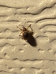 Lignyodes bischoffi