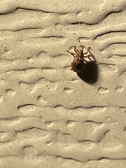 Lignyodes bischoffi