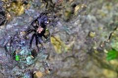 Orphnaecus