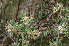 Spyridium globulosum