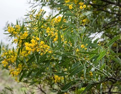Acacia xanthina