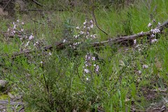 Diplopeltis huegelii