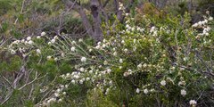 Grevillea crithmifolia