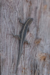 Cryptoblepharus pannosus