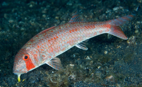Upeneus guttatus observed 2009-09-29
