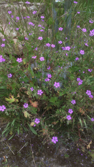 Geranium pyrenaicum