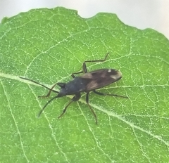 Eremocoris abietis