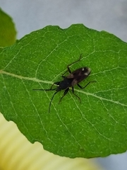 Eremocoris abietis