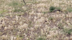 Upupa epops