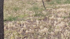 Upupa epops