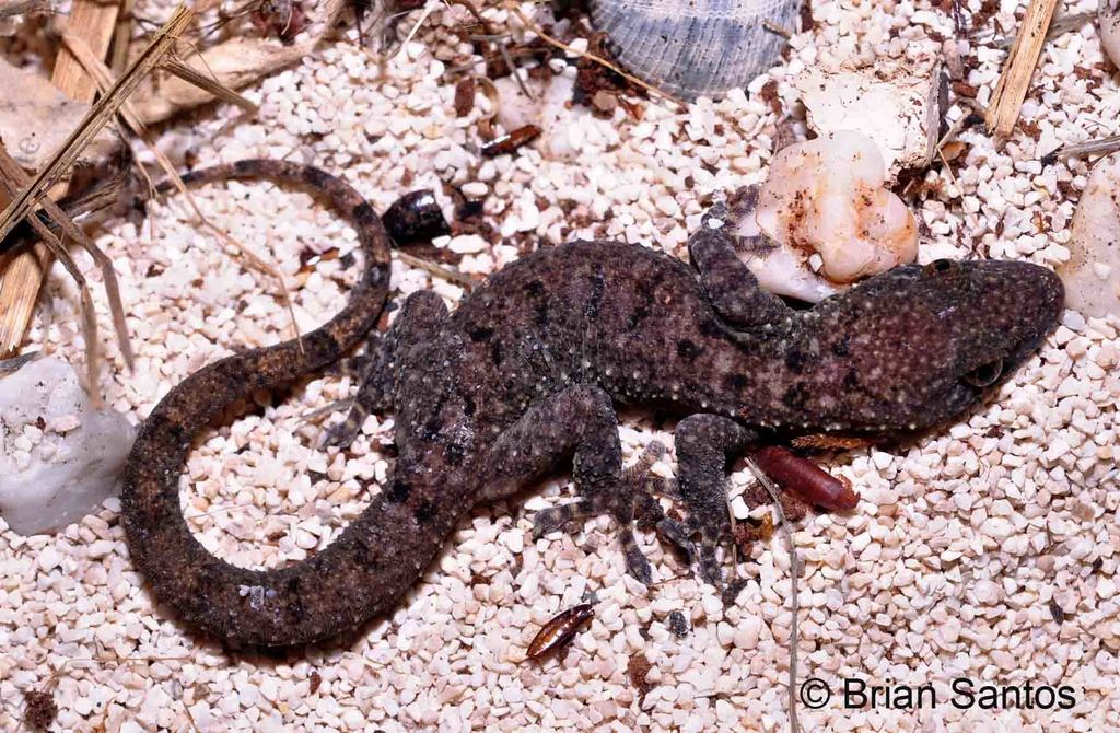 Mindoro Narrow-Disk Gecko