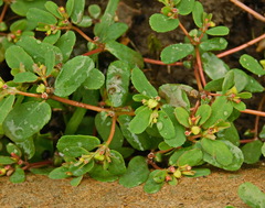 Euphorbia humifusa