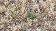 Myiopsitta monachus