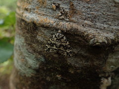 Pseudocoremia monacha