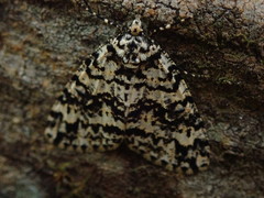 Pseudocoremia monacha