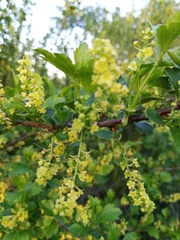 Ribes diacanthum