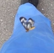 Cystidia truncangulata