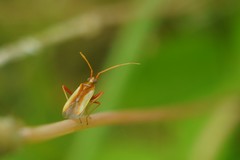 Stenotus rubrovittatus