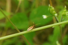 Stenotus rubrovittatus