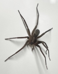 Anachemmis linsdalei