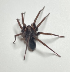 Anachemmis linsdalei