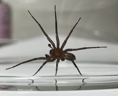 Anachemmis linsdalei
