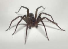 Anachemmis linsdalei