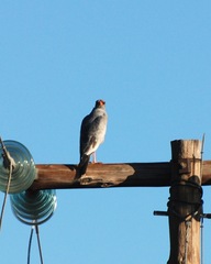 Melierax canorus canorus