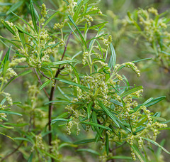 Trymalium ledifolium