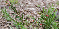 Adenanthos barbiger