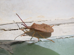 Homoeocerus dilatatus